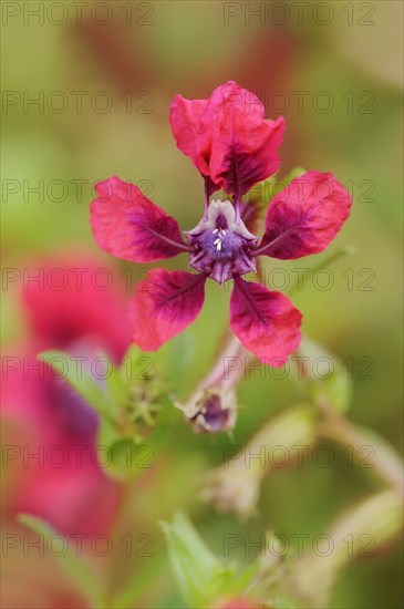 Cuphea 'Vienco Burgundy' (Cuphea llavea), flower, ornamental plant, North Rhine-Westphalia, Germany, Europe