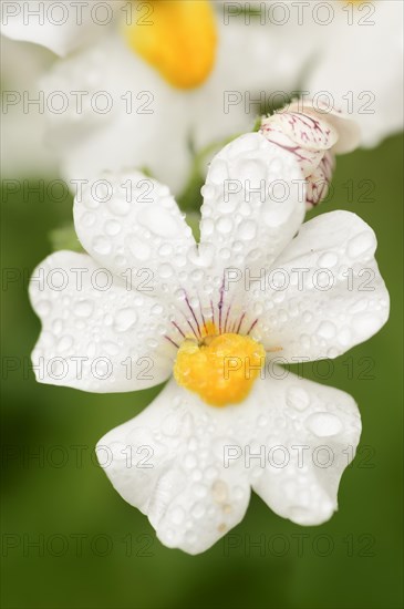 Elf mirror 'Sunsatia Plus' (Nemesia Fruticans-Hybride), flower, ornamental plant, North Rhine-Westphalia, Germany, Europe