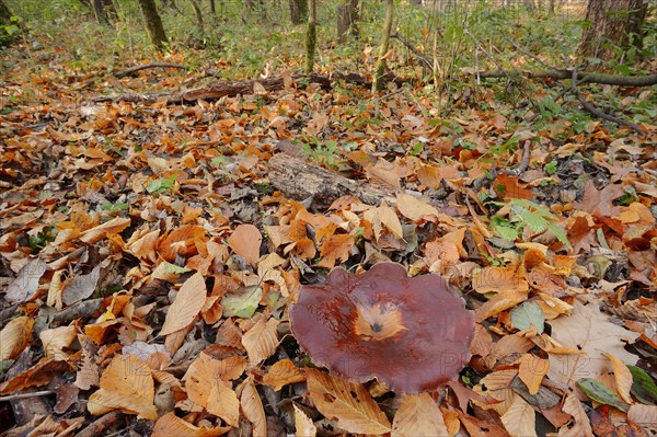 Chestnut-brown stem porling or black-red porling (Picipes badius, Polyporus badius), autumn, North Rhine-Westphalia, Germany, Europe