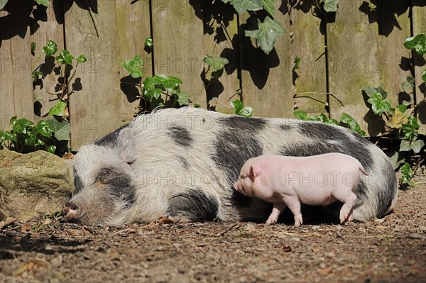 Goettingen minipig (Sus scrofa f. domestica), sow and piglet, North Rhine-Westphalia, Germany, Europe