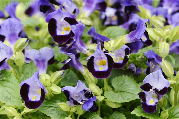 Bluewings (Torenia fournieri), flowers, native to Vietnam, ornamental plant, North Rhine-Westphalia, Germany, Europe