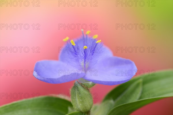 Garden three-master flower (Tradescantia andersoniana), flower, ornamental plant, North Rhine-Westphalia, Germany, Europe