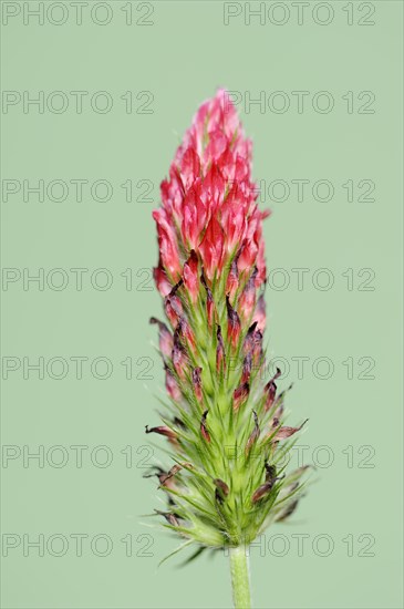 Purple clover or purple clover (Trifolium rubens), North Rhine-Westphalia, Germany, Europe