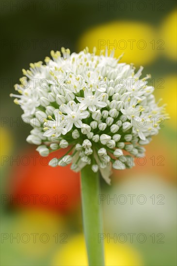 Onion or common onion (Allium cepa), inflorescence, North Rhine-Westphalia, Germany, Europe