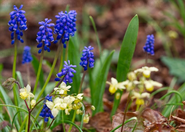 Grape hyacinth (Muscari botryoides)