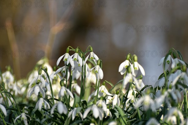 Snowdrops in late winter in the Hunsrueck near Niederwoerresbach, Rhineland-Palatinate, Germany, Europe