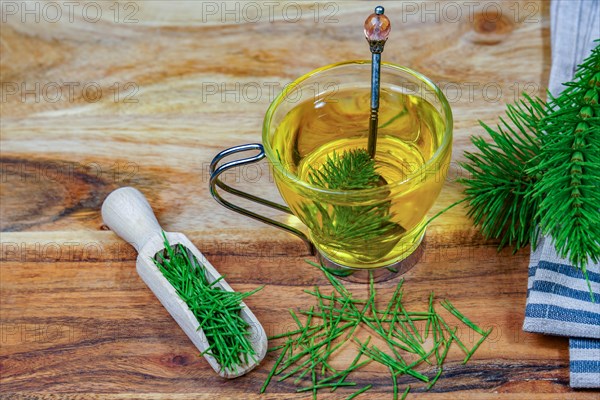 Infusion of horsetail Equisetum arvense, medicinal plant for health care with fresh branches just picked from the field