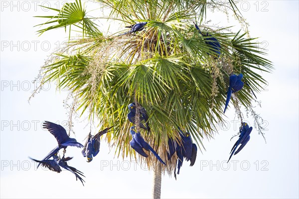 Hyacinth Macaw (Anodorhynchus hyacinthinus) Pantanal Brazil