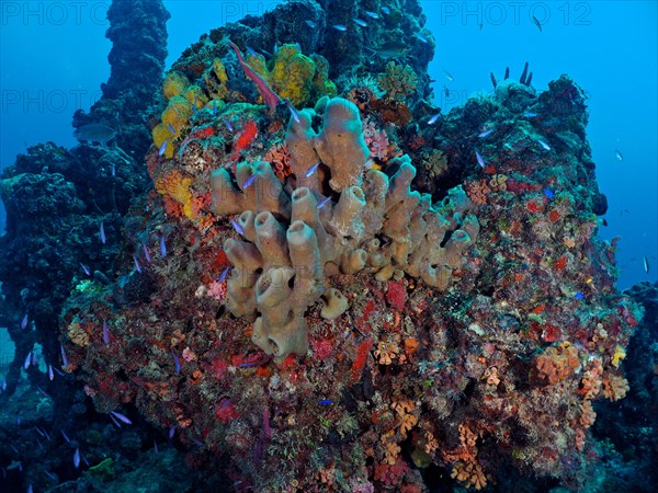 Structure overgrown with brown cluster tube sponge (Agelas wiedenmayeri), on the wreck of the USS Spiegel Grove, dive site John Pennekamp Coral Reef State Park, Key Largo, Florida Keys, Florida, USA, North America