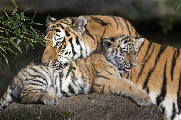 An adult tiger lovingly licking its young on a rock, Siberian tiger, Amur tiger, (Phantera tigris altaica), cubs