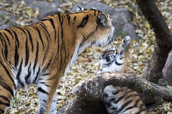 A tiger young raises its paw to an adult, surrounded by autumn leaves, Siberian tiger, Amur tiger, (Phantera tigris altaica), cubs