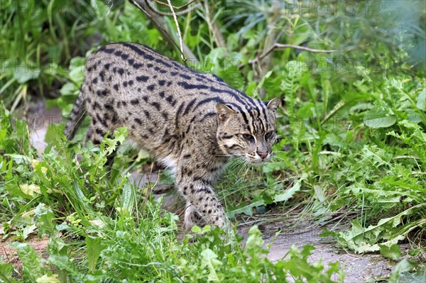 Wildcat walks attentively through dense green foliage, fishing cat (Prionailurus viverrinus)