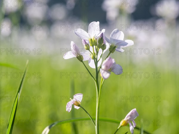 Cuckoo flower (Cardamine pratensis), Leoben, Styria, Austria, Europe