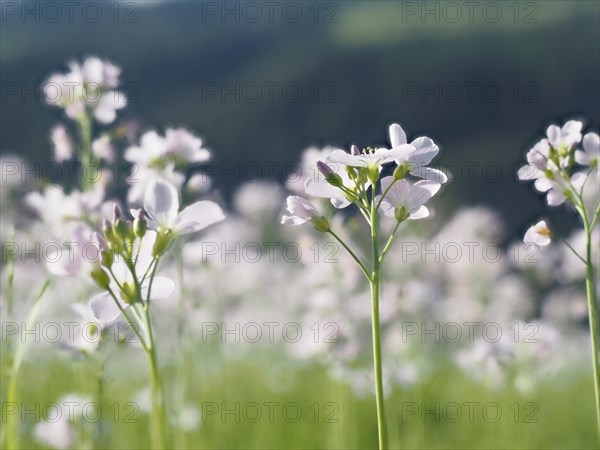 Cuckoo flower (Cardamine pratensis), Leoben, Styria, Austria, Europe