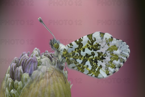 Orange tip butterfly (Anthocharis cardamines) adult male resting on a garden Allium flower in spring, Suffolk, England, United Kingdom, Europe