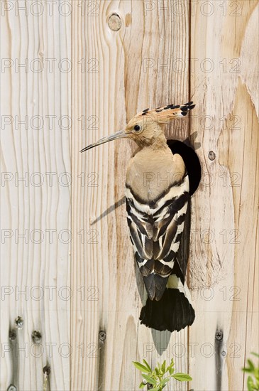 Hoopoe (Upupa epops) at a nesting box, Kaiserstuhl, Baden-Wuerttemberg, Germany, Europe