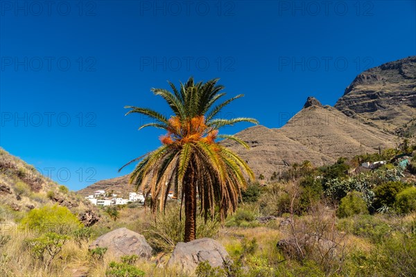 Path from El Risco on the way up to Charco Azul in El Podemos to Agaete in Gran Canaria, Canary Islands