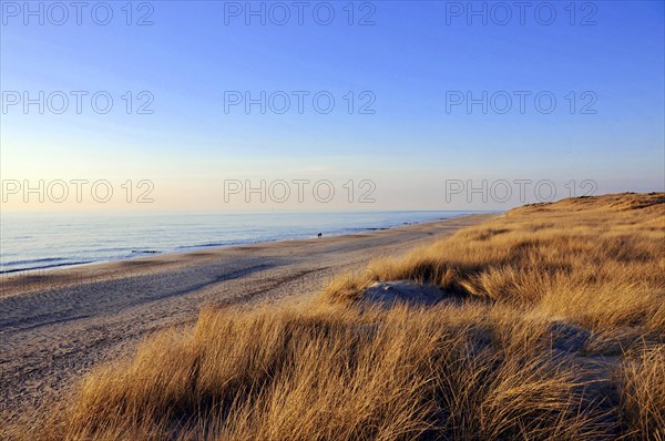 Beach 5 km south of Westerland, Sylt, North Frisian Island, Schleswig Holstein, Empty beach dunes at the sea under blue sky with warm afternoon light, Sylt, North Frisian Island, Schleswig Holstein, Germany, Europe