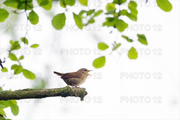 Eurasian wren (Troglodytes troglodytes) sitting on a branch, singing, surrounded by green leaves, Hesse, Germany, Europe