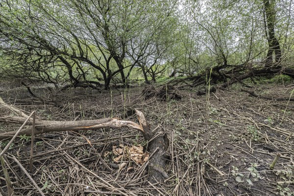 Old willows (Salix alba) in a quarry forest, beaver damage, Emsland, Lower Saxony, Germany, Europe