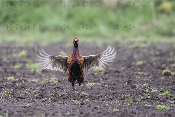 Hunting pheasant (Phasianus colchicus), calling, Emsland, Lower Saxony, Germany, Europe