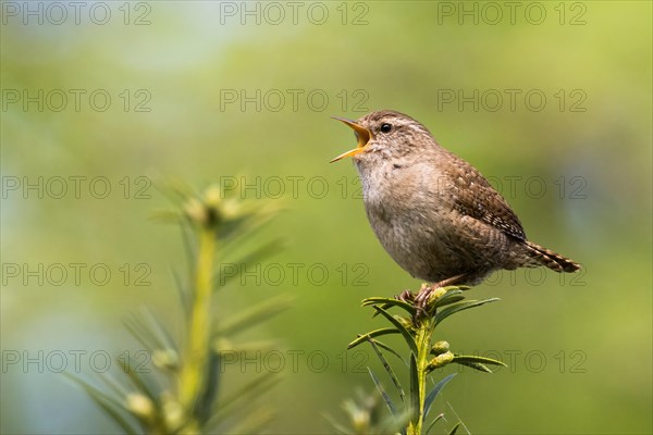 Eurasian wren (Troglodytes troglodytes) l singing on a branch with a green, blurred background, Hesse, Germany, Europe