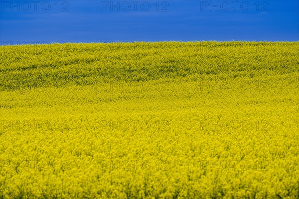 Rape field, field with rape (Brassica napus) in front of a blue sky, Cremlingen, Lower Saxony, Germany, Europe