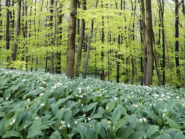 Ramson (Allium ursinum) in spring in the beech forest, Teutoburg Forest, North Rhine-Westphalia, Germany, Europe