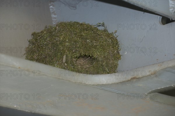 Nest of the dipper (Cinclus cinclus) in the steel bridge construction, Thuringia, Germany, Europe