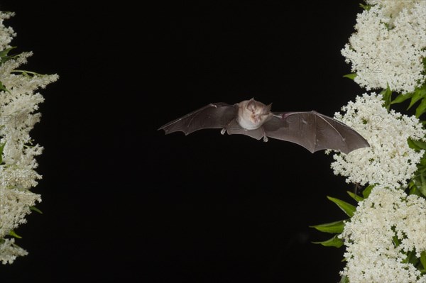 Greater horseshoe bat (Rhinolophus ferrumequinum) in flight on flowering elderberry, near Lovech, Bulgaria, Europe