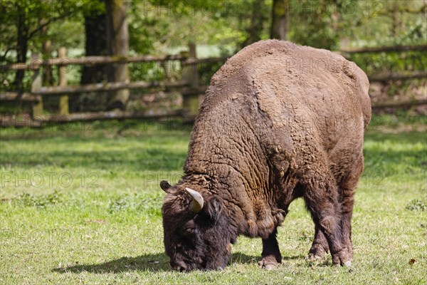 European bison (Bos bonasus) also known as grazing bison bull, bull, captive, Germany, Europe