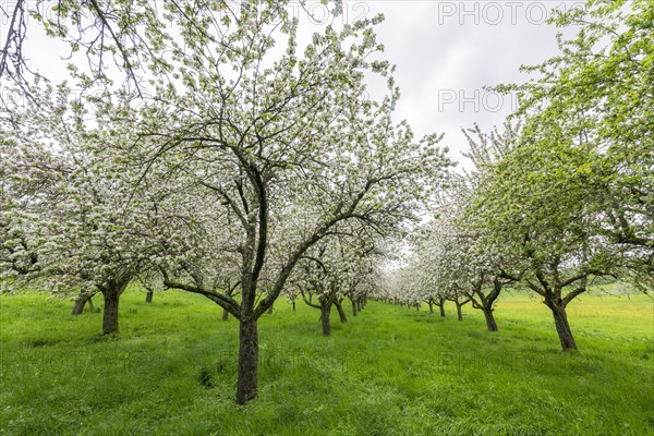 Orchard meadow, blossoming apple trees, Baden, Wuerttemberg, Germany, Europe