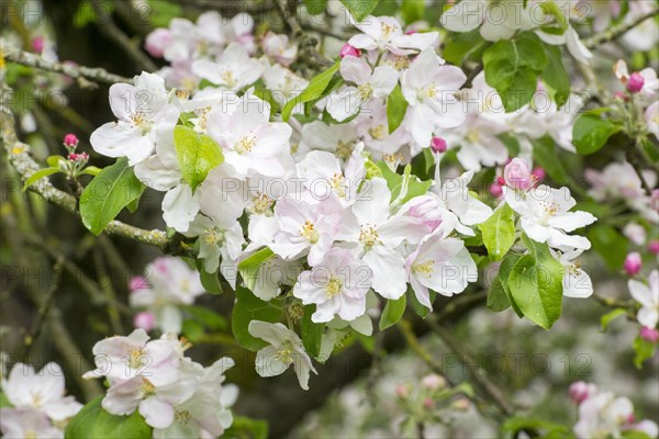 Branches of a blossoming apple tree, meadow orchard, Baden, Wuerttemberg, Germany, Europe