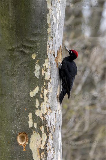 Black woodpecker (Dryocopus martius) at its breeding cavity in a tree, male, Lower Austria, Austria, Europe