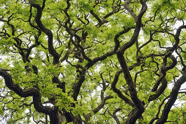 Deciduous tree, gnarled locusts (Robinia), tree crown with freshly emerging leaves, North Rhine-Westphalia, Germany, Europe