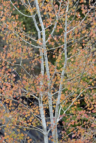 Deciduous tree, aspen (Populus tremula), branches with autumn leaves, Eastern Eifel, Rhineland-Palatinate, Germany, Europe