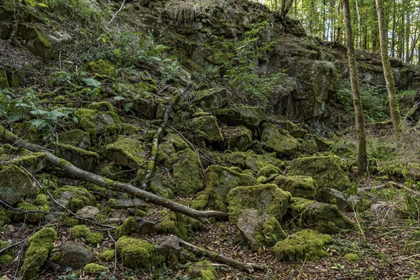 Mossy basalt rocks, block pile and former quarry for basalt in the beech forest, Raumertswald, volcano, Vogelsberg Volcano Region nature park Park, rest area, Nidda, Wetterau, Hesse, Germany, Europe