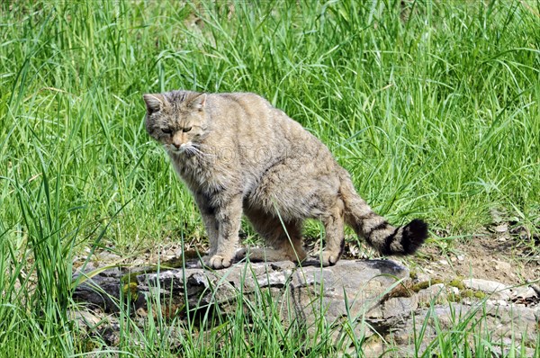 European wildcat (Felis silvestris silvestris) Captive, A wildcat sits in the grass and looks at the surroundings, Tierpark, Baden-Wuerttemberg, Germany, Europe