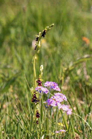 Fly orchid (Ophrys insectifera) and bird's-eye primrose (Primula farinosa) in bloom on a meadow