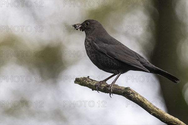 Blackbird (Turdus merula) with earthworms in its beak, Emsland, Lower Saxony, Germany, Europe