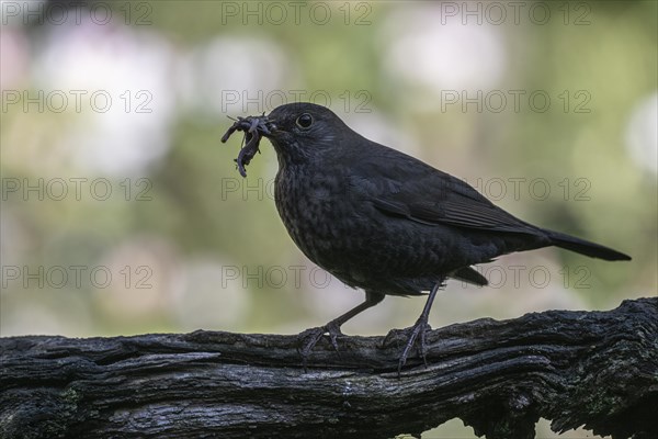 Blackbird (Turdus merula) with earthworms in its beak, Emsland, Lower Saxony, Germany, Europe