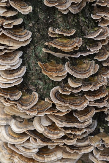 Butterfly tramete (Trametes versicolor), many fruiting bodies on a dead birch (Betula), Lower Saxony, Germany, Europe