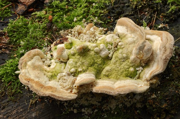 Lumpy bracket (Trametes gibbosa), North Rhine-Westphalia, Germany, Europe