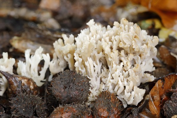 Comb-shaped coral or comb coral (Clavulina coralloides, Clavulina cristata), North Rhine-Westphalia, Germany, Europe