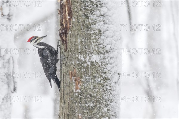 Pileated woodpecker (Dryocopus pileatus), male perched on a tree during a snow storm, forest of Yamachiche, province of Quebec, Canada, AI generated, North America