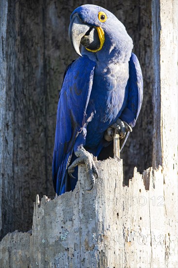 Hyacinth Macaw (Anodorhynchus hyacinthinus) Pantanal Brazil