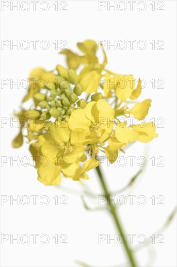 White mustard or yellow mustard (Sinapis alba, Brassica alba), flowers against a white background, North Rhine-Westphalia, Germany, Europe