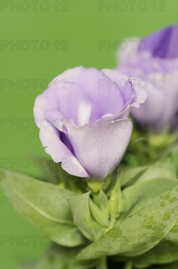 Prairie gentian or Japanese rose (Eustoma grandiflorum), flower, houseplant