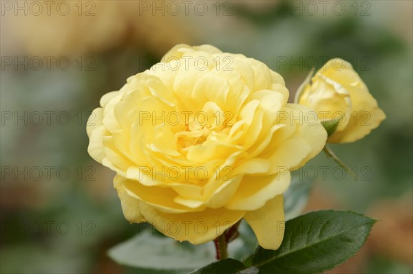 Garden rose or rose 'Yellow Meilove' (Rosa hybrida), flower, ornamental plant, North Rhine-Westphalia, Germany, Europe