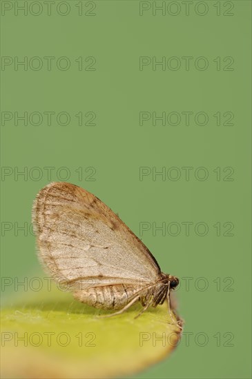 Winter moth (Operophtera brumata), male, North Rhine-Westphalia, Germany, Europe